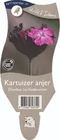 Dianthus carthusianorum (Kartuizer anjer) kopen?