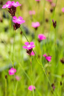 Dianthus carthusianorum (Kartuizer anjer) - afbeelding 4