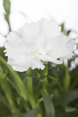 Dianthus caryophyllus (Tuinanjer) - afbeelding 11