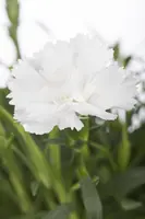 Dianthus caryophyllus (Tuinanjer) - afbeelding 11