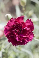 Dianthus caryophyllus (Tuinanjer) - afbeelding 12
