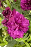 Dianthus caryophyllus (Tuinanjer) - afbeelding 13
