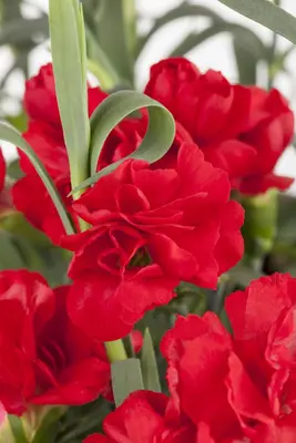 Dianthus caryophyllus (Tuinanjer) - afbeelding 14