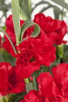 Dianthus caryophyllus (Tuinanjer) - afbeelding 14