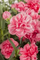 Dianthus caryophyllus (Tuinanjer) - afbeelding 15