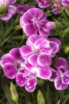 Dianthus caryophyllus (Tuinanjer) - afbeelding 17