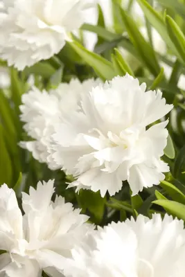 Dianthus caryophyllus (Tuinanjer) - afbeelding 18