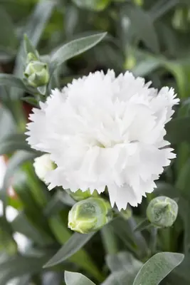 Dianthus caryophyllus (Tuinanjer) - afbeelding 26