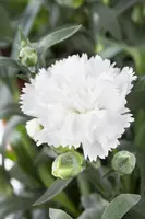 Dianthus caryophyllus (Tuinanjer) - afbeelding 26