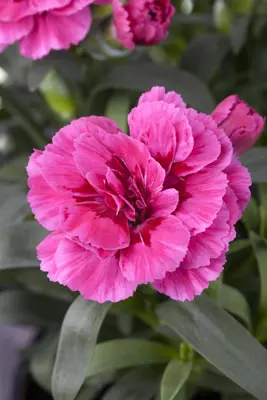 Dianthus caryophyllus (Tuinanjer) - afbeelding 27