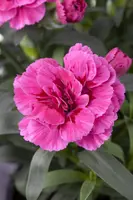 Dianthus caryophyllus (Tuinanjer) - afbeelding 27