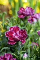 Dianthus caryophyllus (Tuinanjer) - afbeelding 43
