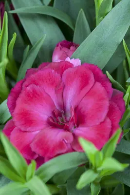 Dianthus caryophyllus (Tuinanjer) - afbeelding 45