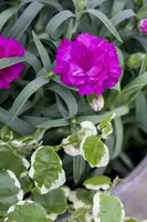 Dianthus caryophyllus (Tuinanjer) - afbeelding 49