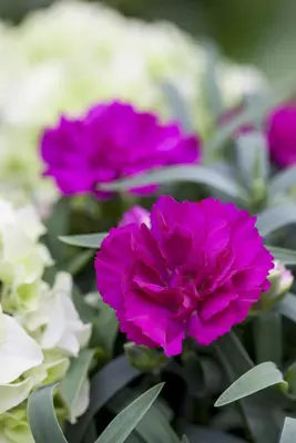 Dianthus caryophyllus (Tuinanjer) - afbeelding 50
