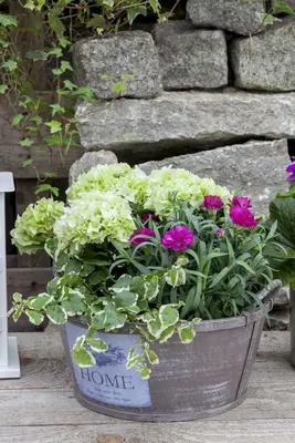 Dianthus caryophyllus (Tuinanjer) - afbeelding 52
