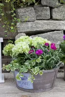 Dianthus caryophyllus (Tuinanjer) - afbeelding 52
