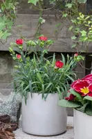 Dianthus caryophyllus (Tuinanjer) - afbeelding 55