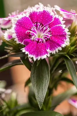 Dianthus caryophyllus (Tuinanjer) - afbeelding 66