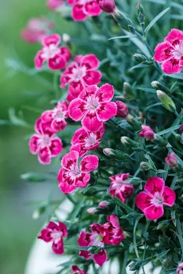 Dianthus caryophyllus (Tuinanjer) - afbeelding 74