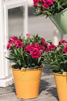 Dianthus caryophyllus (Tuinanjer) - afbeelding 78