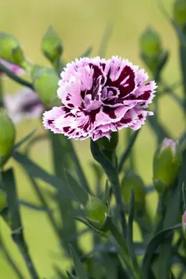 Dianthus caryophyllus (Tuinanjer) - afbeelding 82
