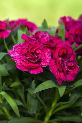 Dianthus caryophyllus (Tuinanjer) - afbeelding 86