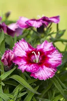 Dianthus caryophyllus (Tuinanjer) - afbeelding 90