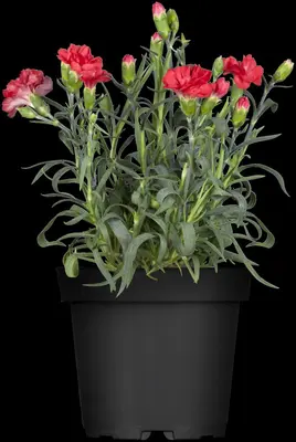 Dianthus caryophyllus (Tuinanjer) - afbeelding 21