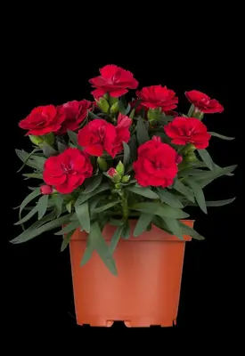 Dianthus caryophyllus (Tuinanjer) - afbeelding 6
