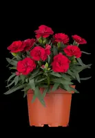 Dianthus caryophyllus (Tuinanjer) - afbeelding 6