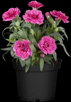 Dianthus caryophyllus (Tuinanjer) - afbeelding 36