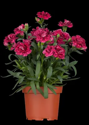 Dianthus caryophyllus (Tuinanjer) - afbeelding 7
