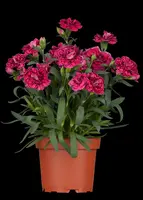 Dianthus caryophyllus (Tuinanjer) - afbeelding 7