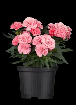Dianthus caryophyllus (Tuinanjer) - afbeelding 2