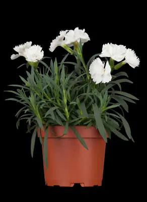Dianthus caryophyllus (Tuinanjer) - afbeelding 1