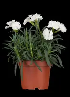 Dianthus caryophyllus (Tuinanjer) - afbeelding 1