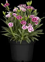 Dianthus caryophyllus (Tuinanjer) - afbeelding 93