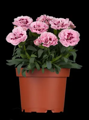 Dianthus caryophyllus (Tuinanjer) - afbeelding 3