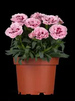 Dianthus caryophyllus (Tuinanjer) - afbeelding 3