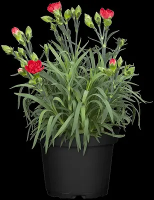 Dianthus caryophyllus (Tuinanjer) - afbeelding 60