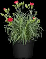 Dianthus caryophyllus (Tuinanjer) - afbeelding 60