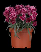 Dianthus caryophyllus (Tuinanjer) - afbeelding 5