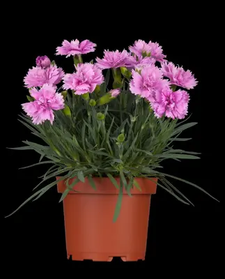 Dianthus caryophyllus (Tuinanjer) - afbeelding 4
