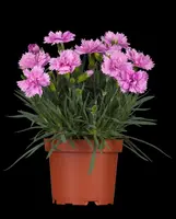 Dianthus caryophyllus (Tuinanjer) - afbeelding 4