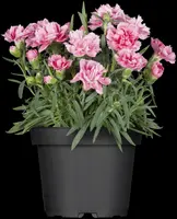 Dianthus caryophyllus (Tuinanjer) - afbeelding 22