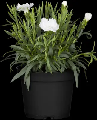 Dianthus caryophyllus (Tuinanjer) - afbeelding 19