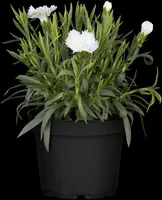 Dianthus caryophyllus (Tuinanjer) - afbeelding 19