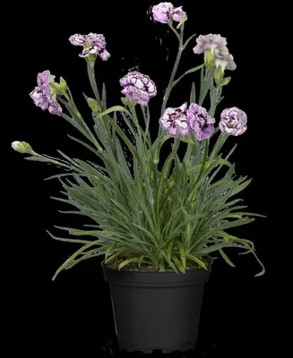 Dianthus caryophyllus (Tuinanjer) - afbeelding 100