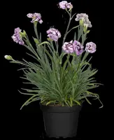 Dianthus caryophyllus (Tuinanjer) - afbeelding 100